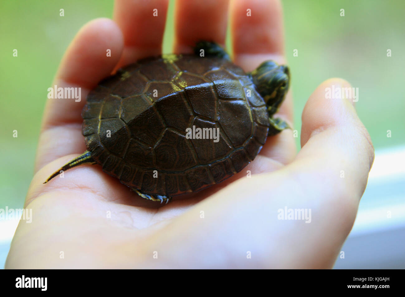 Tiny pond slider turtle held in the hand of a child Stock Photo