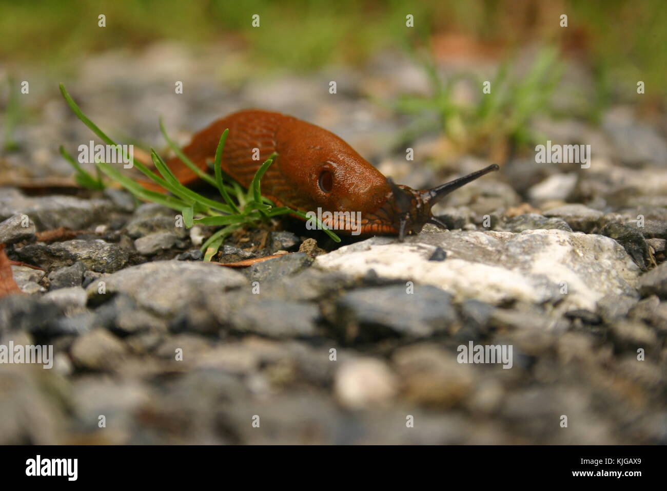 Large slug crawling in Virginia, USA Stock Photo