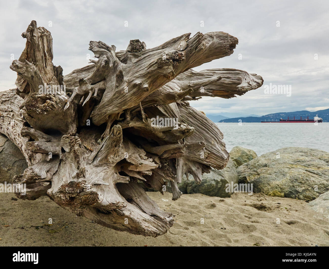 close-up of a large  piece of driftwood on a Vancouver beach, with clouded sky, water, freighter and mountain range in background Stock Photo