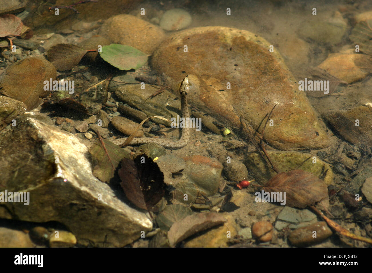 Snake in water, Virginia, USA Stock Photo