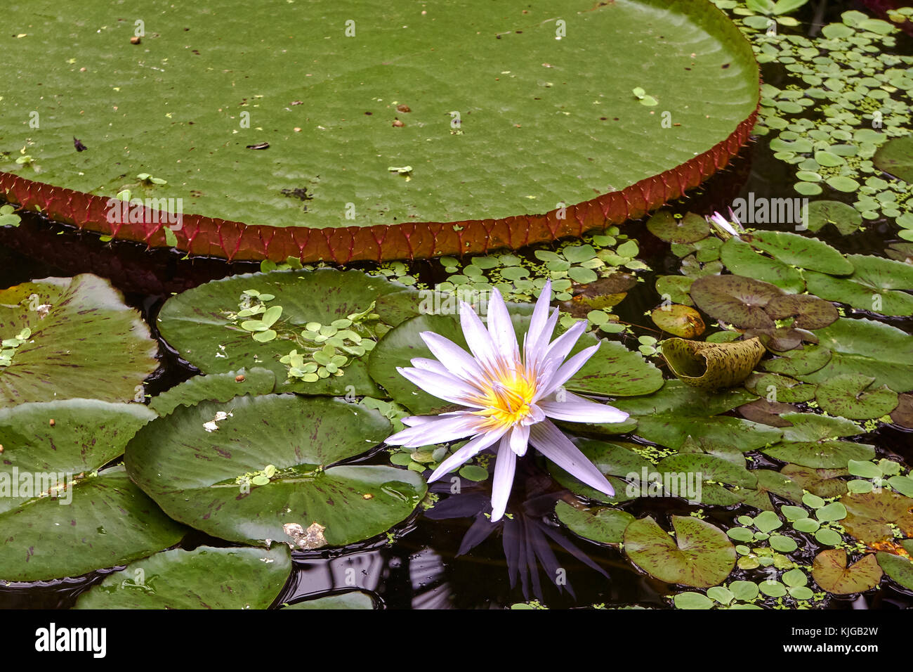 blooming pink water lily with lily pads and leaves in garden pond Stock Photo