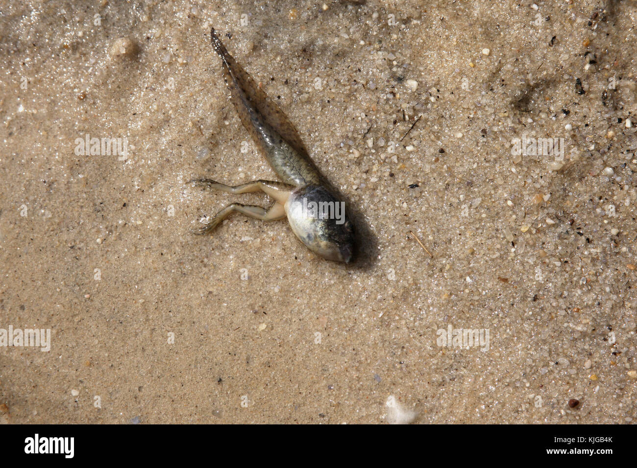 Dead tadpole on sandy shore in Virginia, USA Stock Photo - Alamy