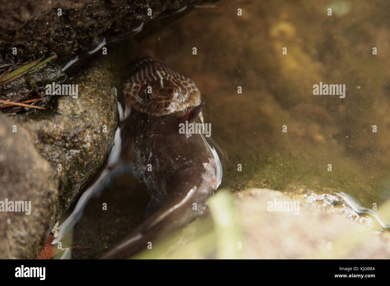 Water snake struggling to swallow a catfish Stock Photo Alamy
