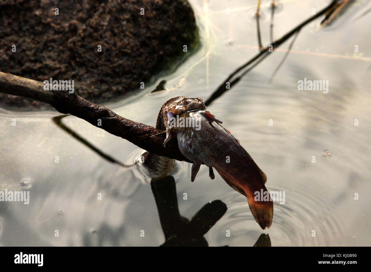 Water snake struggling to swallow a catfish Stock Photo Alamy