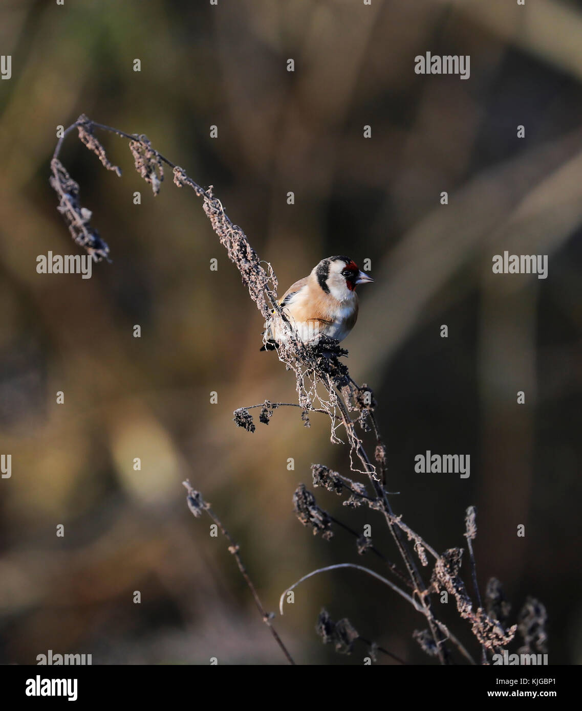 Goldfinch (Carduelis carduelis) Stock Photo