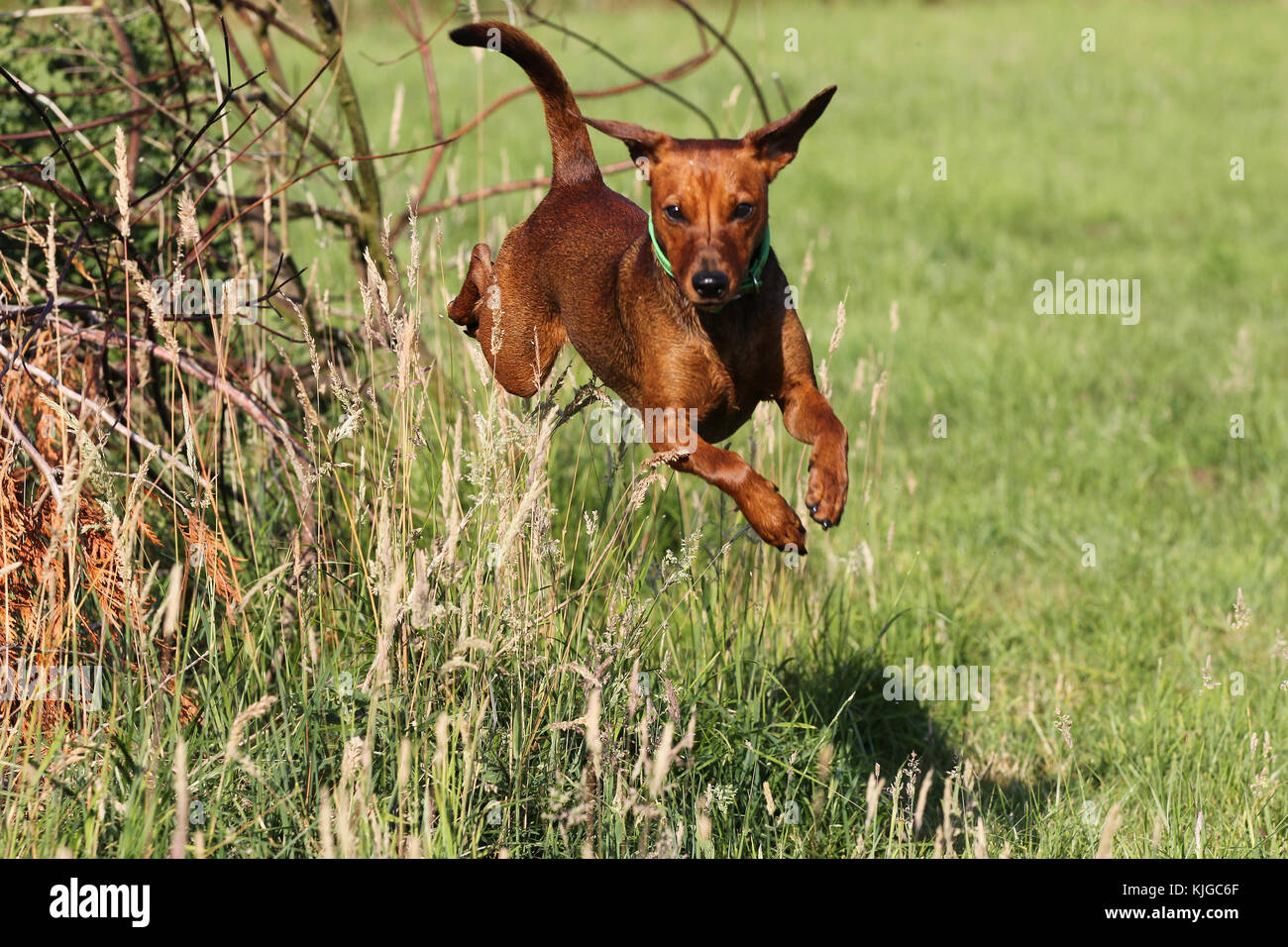 Pinscher German German Pinscher Standard Pinscher stag red dog