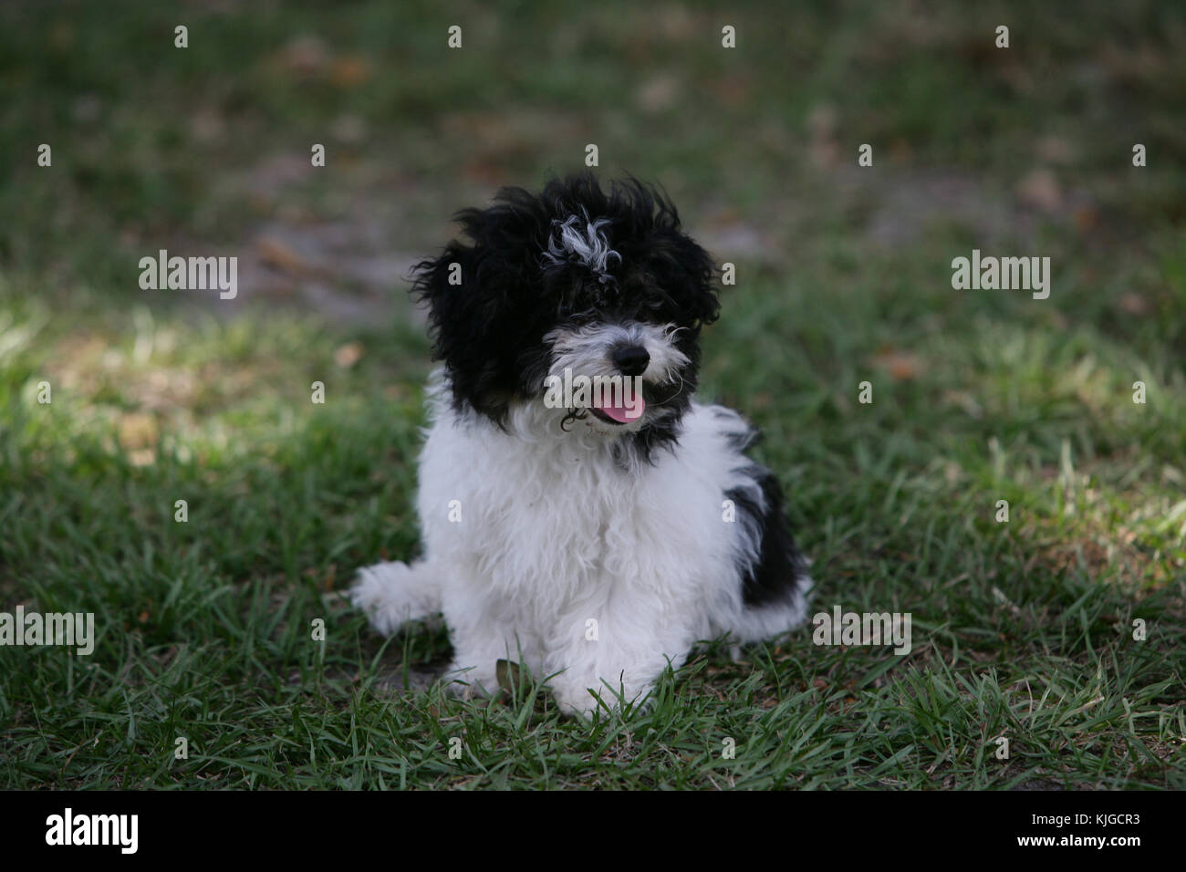 black white maltese