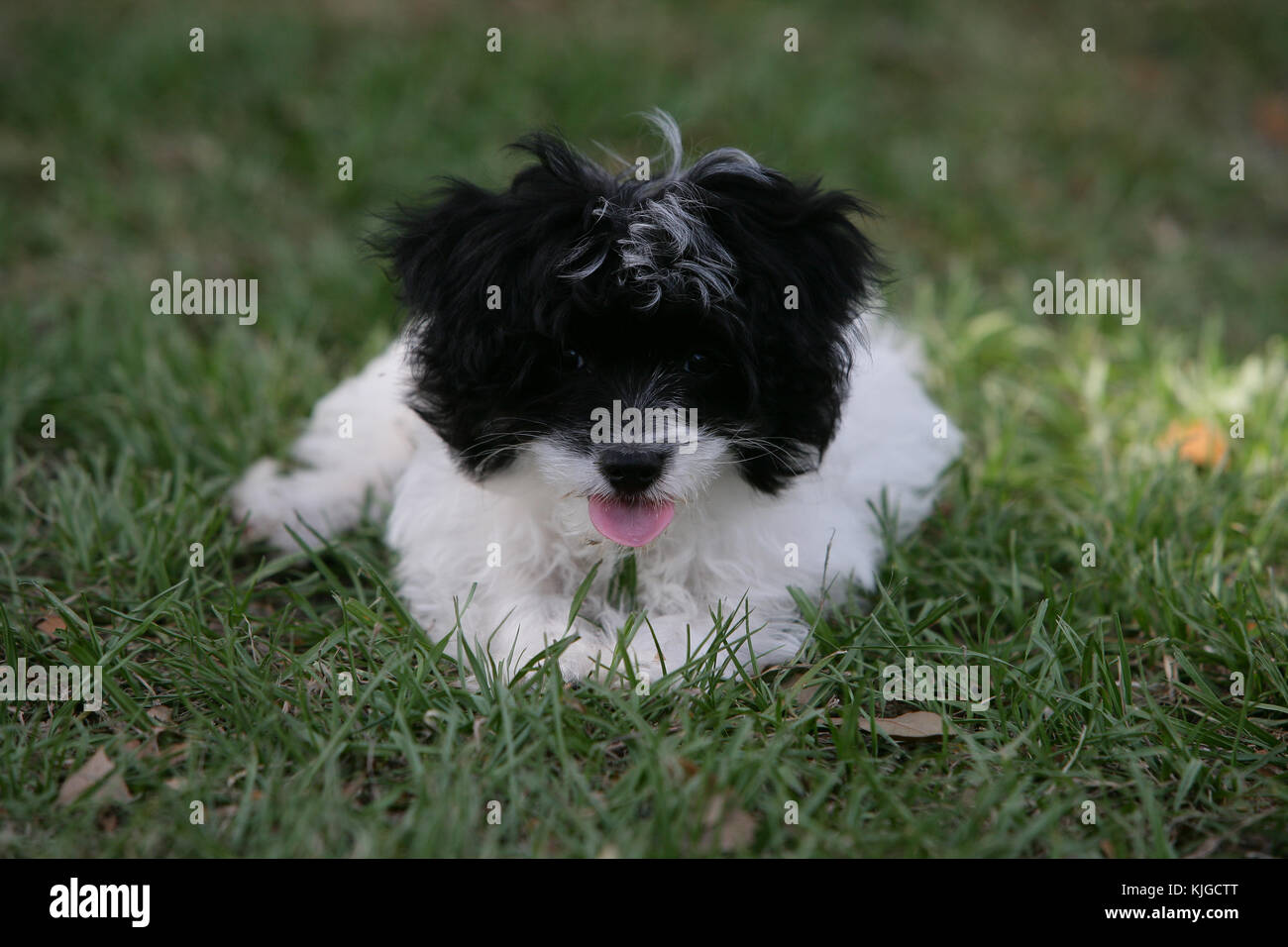 black white maltese