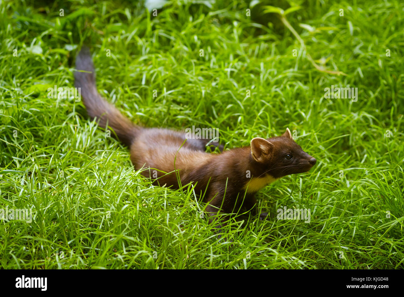 Baummarder martes martes hi-res stock photography and images - Alamy