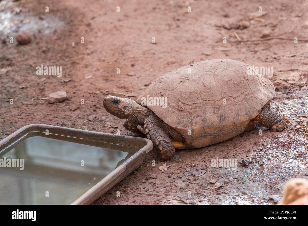 TORTUE GEANTE ASIATIQUE ,  Carnoules Var France Stock Photo