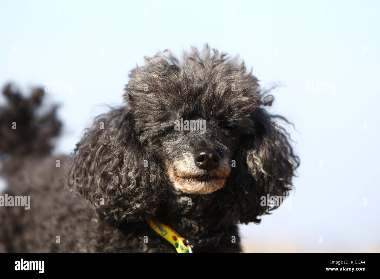 Black Caniche High Resolution Stock Photography And Images Alamy