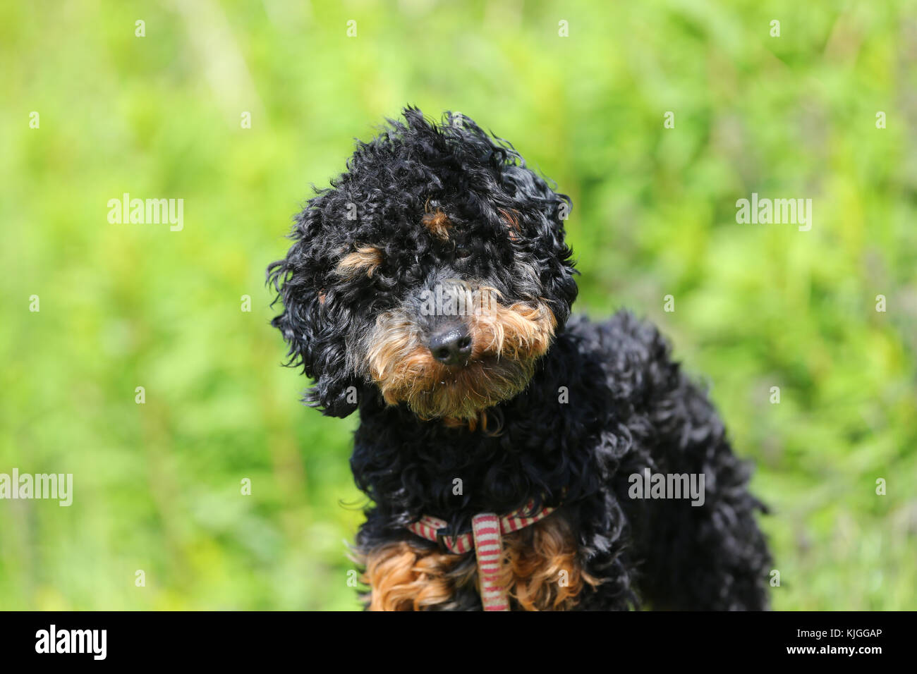tan mini poodle