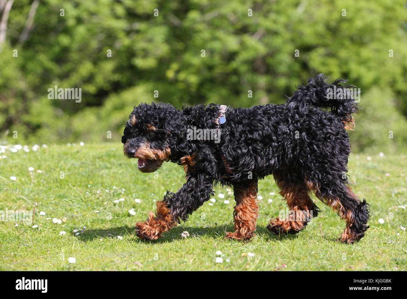 Poodle Miniature Miniature Poodle Caniche 8 month old dog walking on