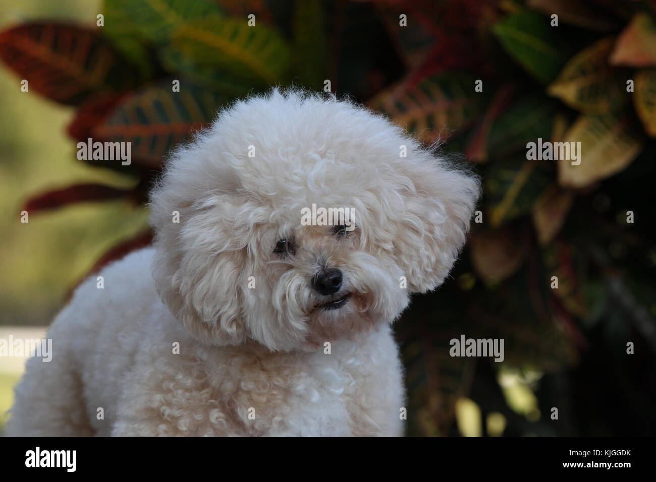 Poodle - Miniature Miniature Poodle Caniche Dog Landscape Head And  Shoulders Looking Alert At Camera With Head Cocked Stock Photo - Alamy