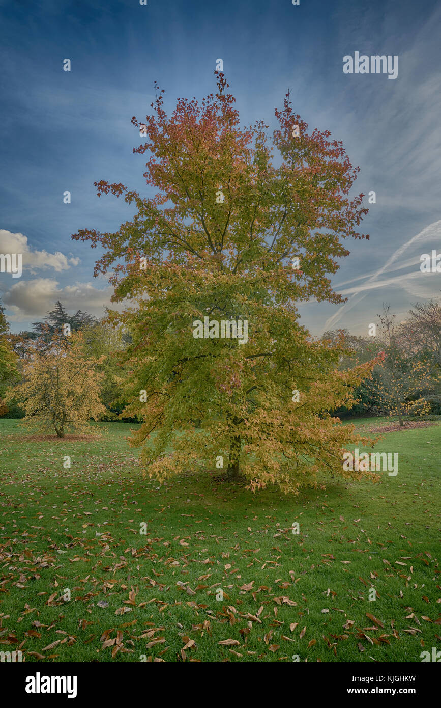 liquidambar formosana tree Stock Photo