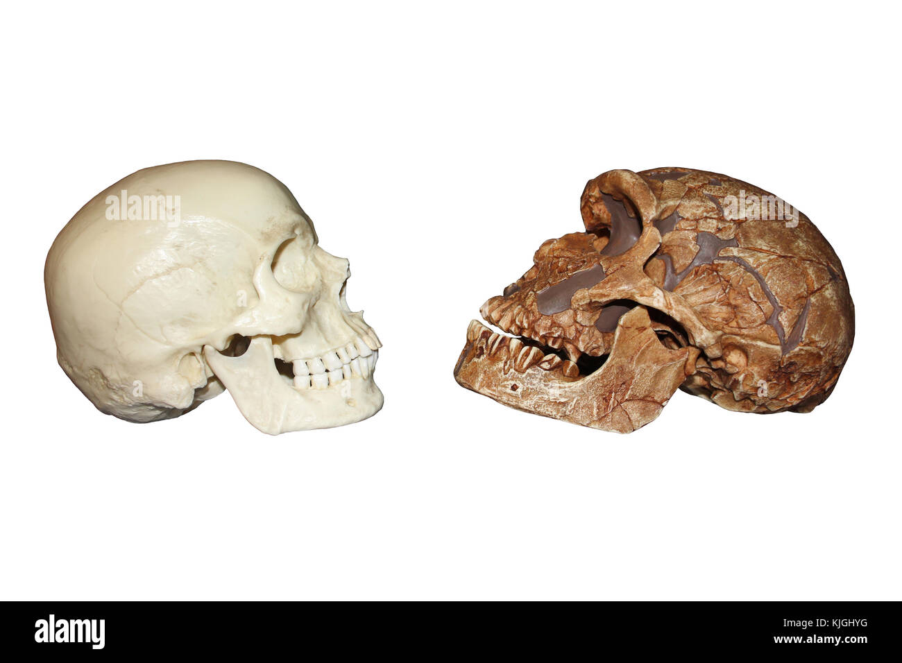 Side View of Homo sapiens vs La Ferrassie1 Homo neanderthalensis Skull Stock Photo