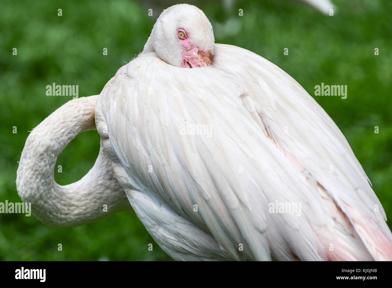 Flamingo with its neck curled up at the Joburg Zoo in Johannesburg, South Africa. Stock Photo