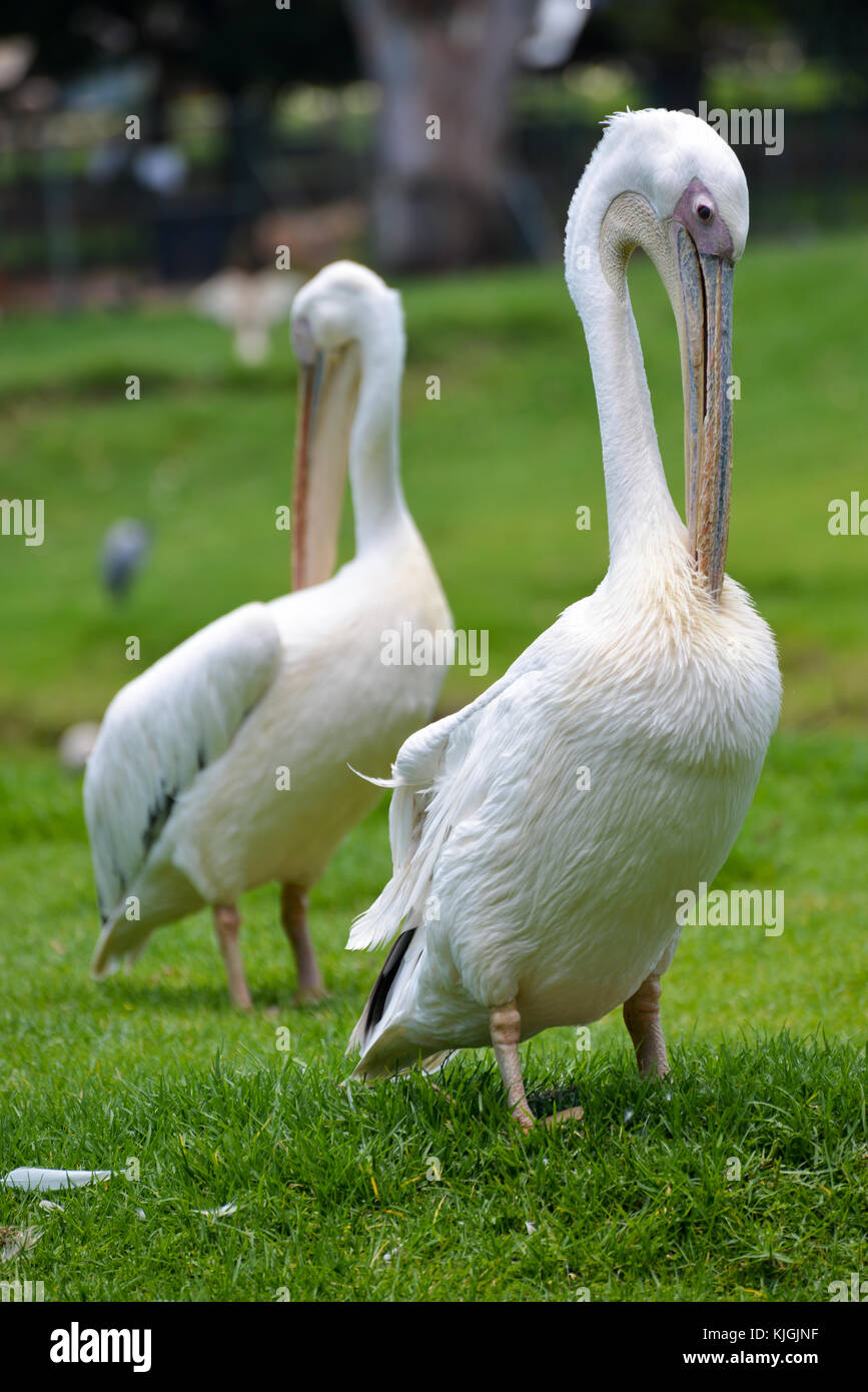 Pelican at the Joburg Zoo in Johannesburg, South Africa. Stock Photo