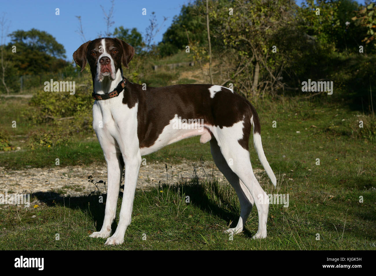 Pointer English English Pointer Pointer liver and white dog standing