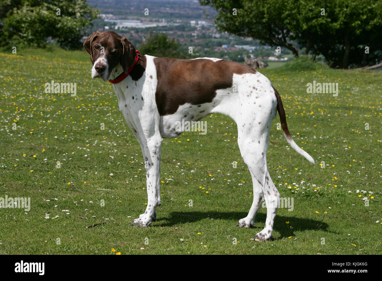 Pointer - English English Pointer Pointer liver and white dog standing looking alert at the camera with head cocked in a meadow of flowers Stock Photo
