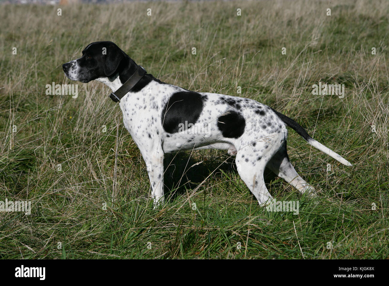 Black pointer dog hi-res stock photography and images - Alamy