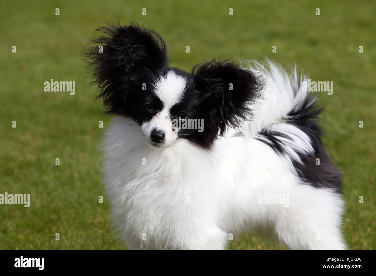 Papillon Continental Toy Spaniel Butterfly Dog landscape head and shoulders looking at camera with head cocked Stock Photo