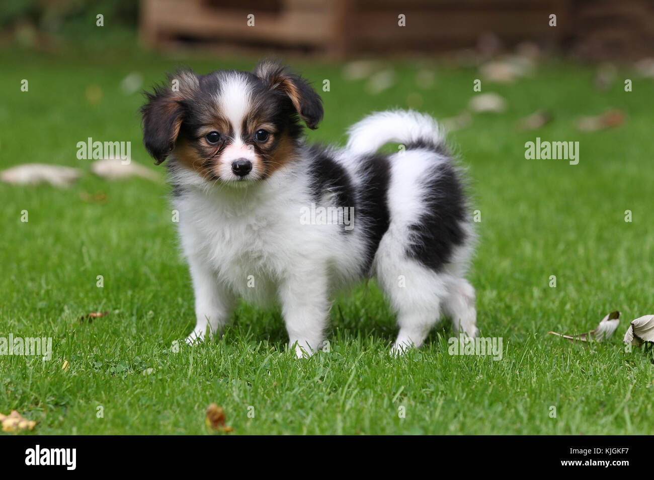 Is It Normal For An 8 Week Old Puppy To Hump