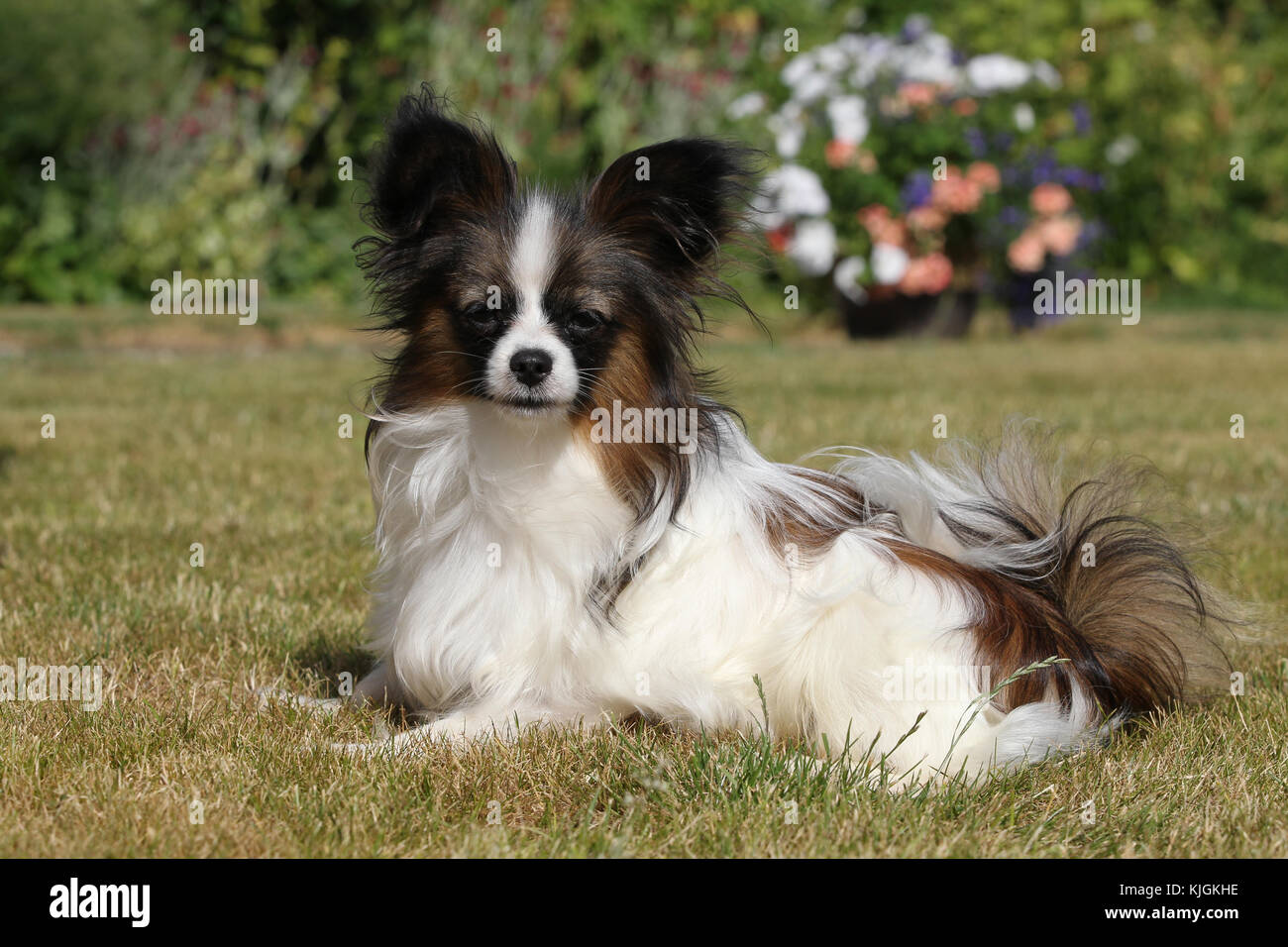 Papillon Continental Toy Spaniel Papillon Continental Toy Spaniel dog lying down on grass lawn looking alert at camera with flowers behind Stock Photo