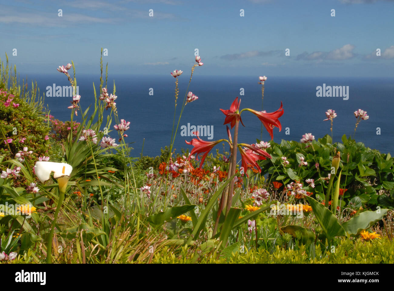 Flowers at the coast of Sao Miguel, Azores, Portugal Stock Photo