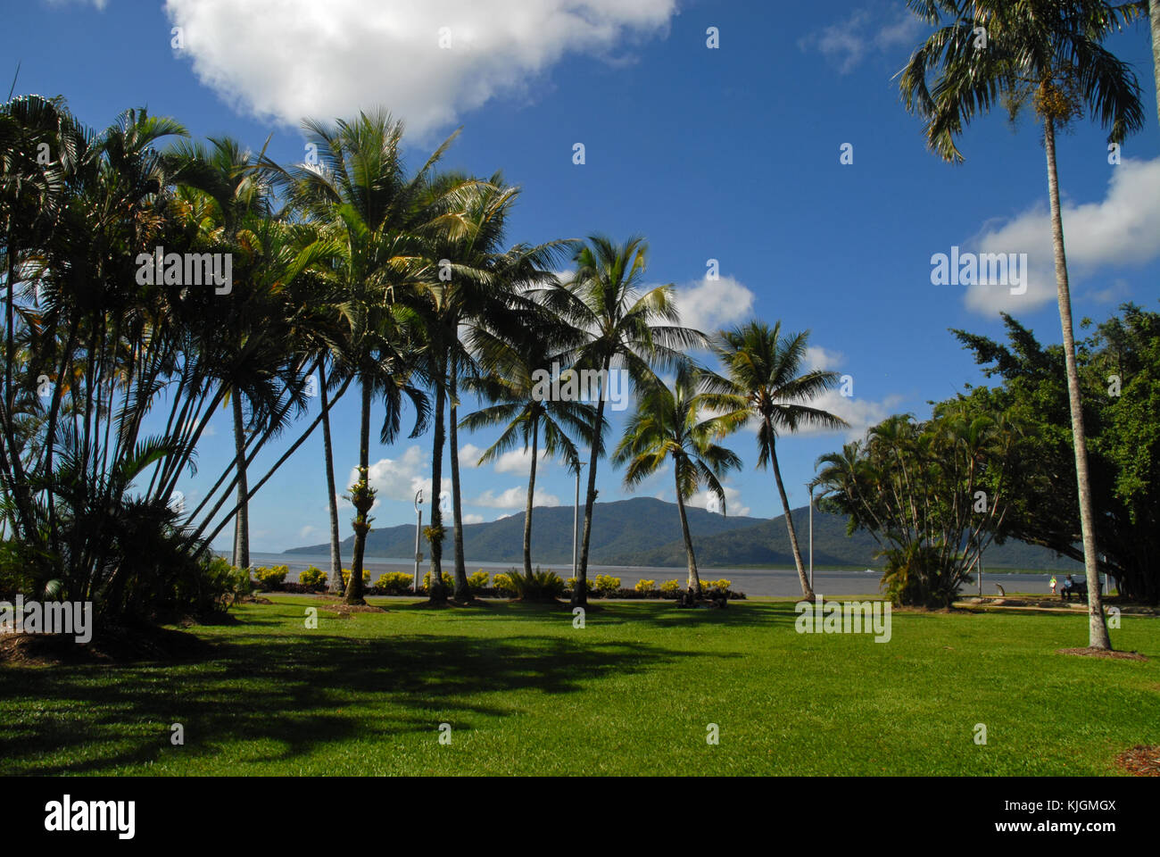 Palm trees in Cairns, Australia Stock Photo Alamy