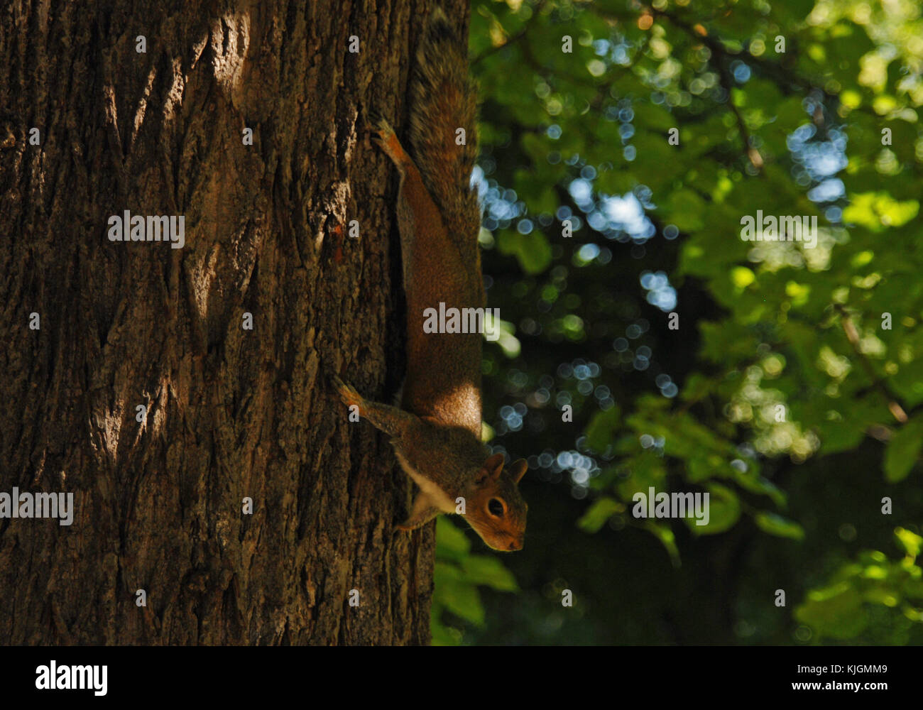 Squirrel hangs downwards in the trees of Hyde Park, London Stock Photo