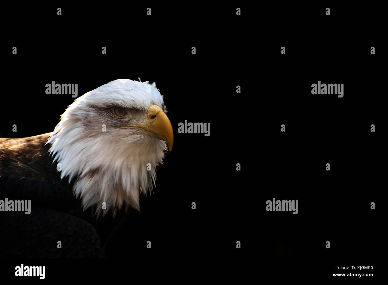 bald eagle in captivity Stock Photo Alamy