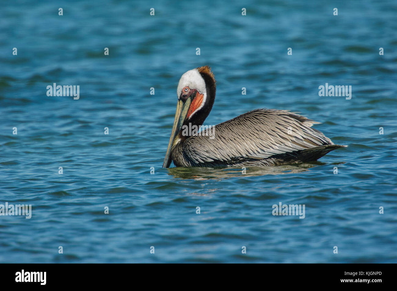 Brown Pelican, (Pelecanus occidentalis), from Causeway between Fort Myers and Sanibel Island, Florida, USA Stock Photo