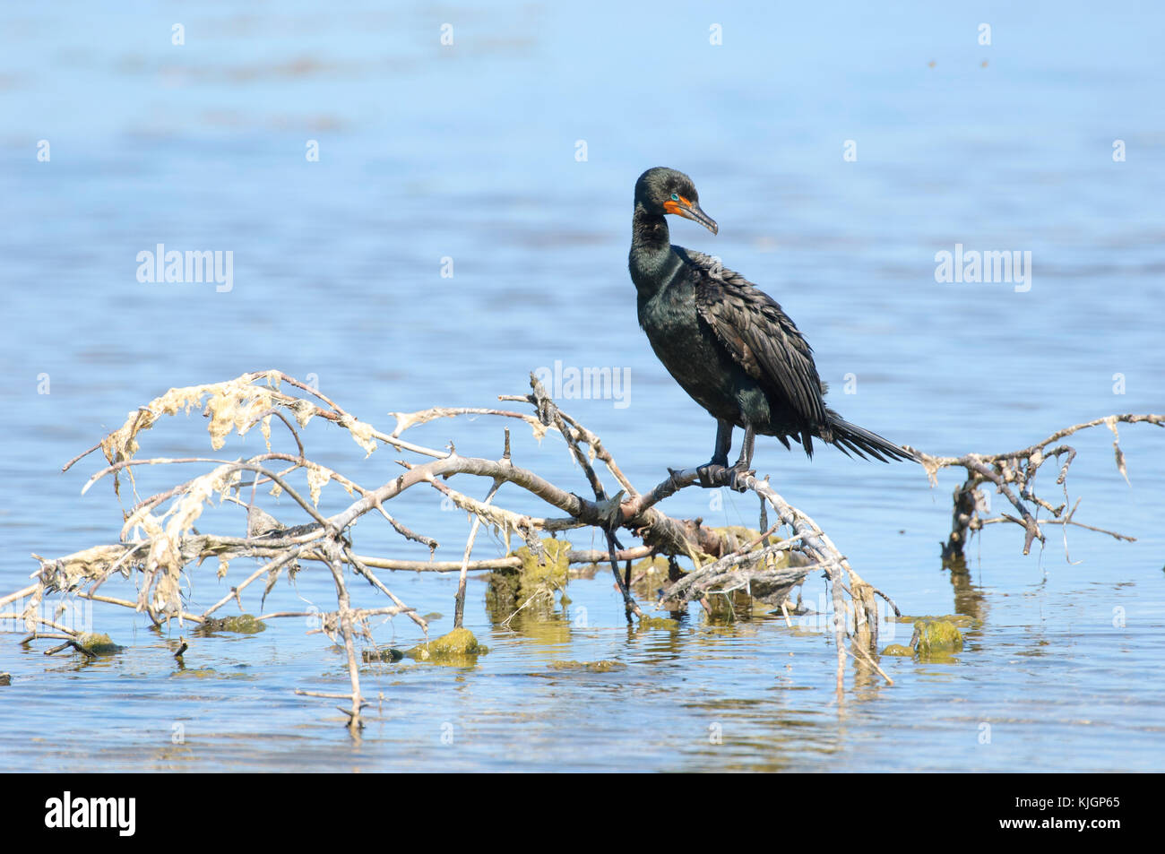 Doublecrested Cormorant (Phalacrocarax auritus), 'Ding' Darling