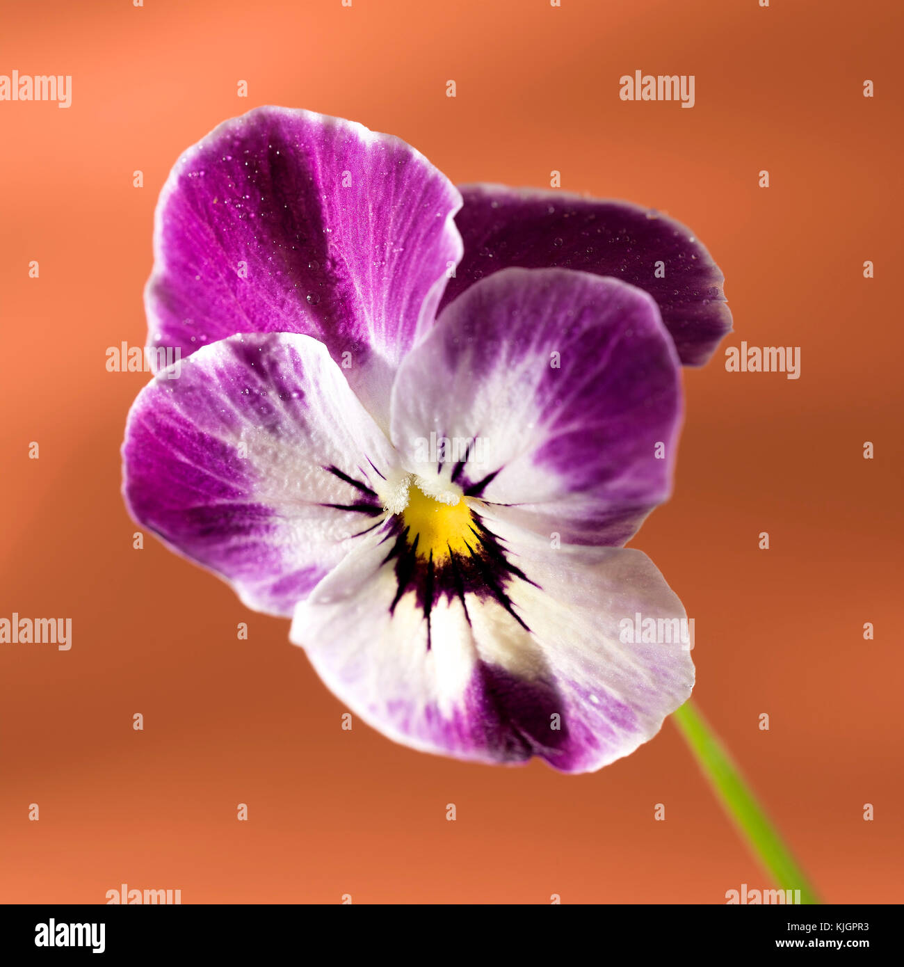 Purple Pansy with orange background Stock Photo - Alamy
