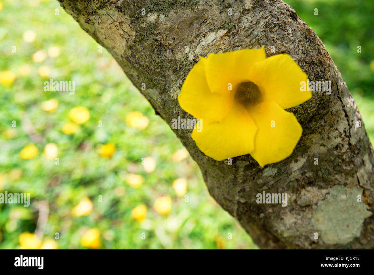 Yellow Cascabela thevetia flower in nature garden Stock Photo