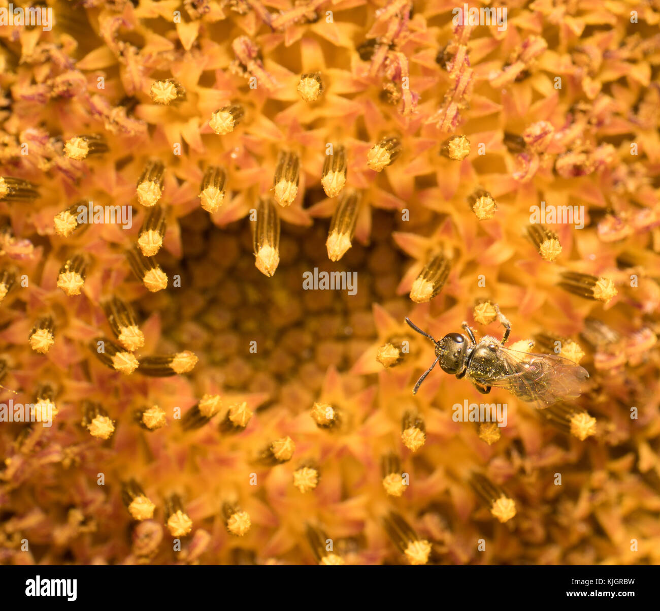 Lasioglossum Dialictus Sweat Bee on Sunflower Stock Photo