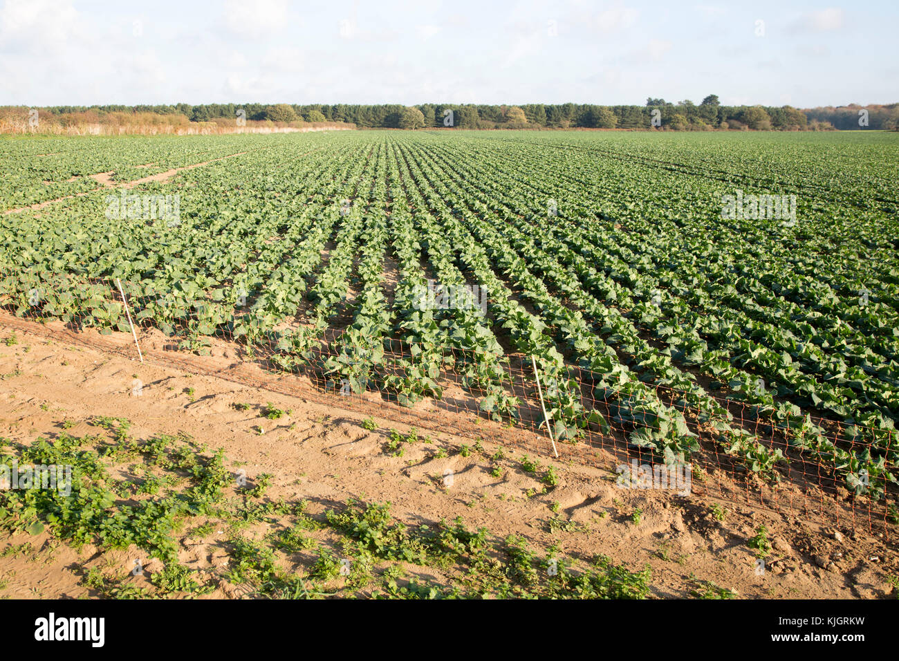 Lines of cabbages growing in rows in field, Wantisden, Suffolk, England, UK Stock Photo