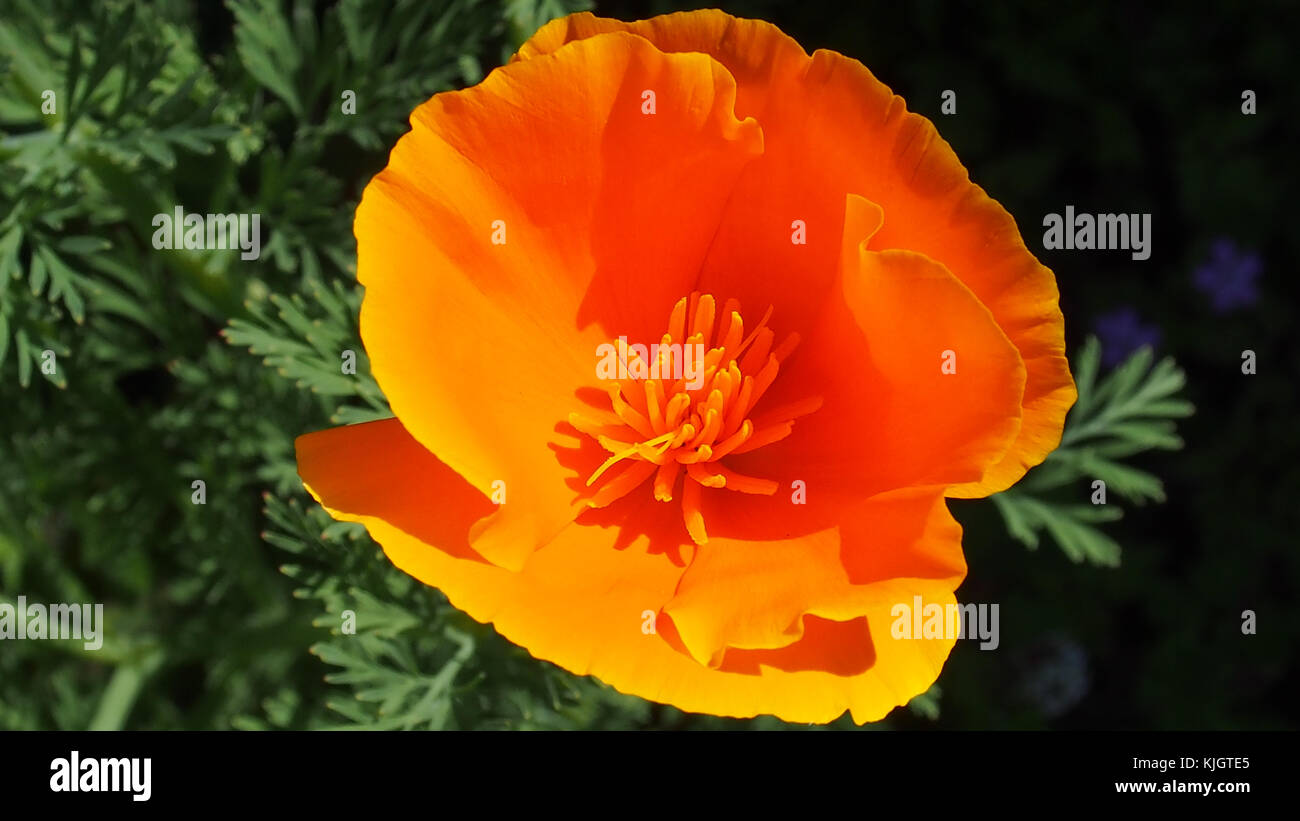 California poppy. Home grown in my garden from seed. Kingsteignton Devon U.K. May 2017. Stock Photo