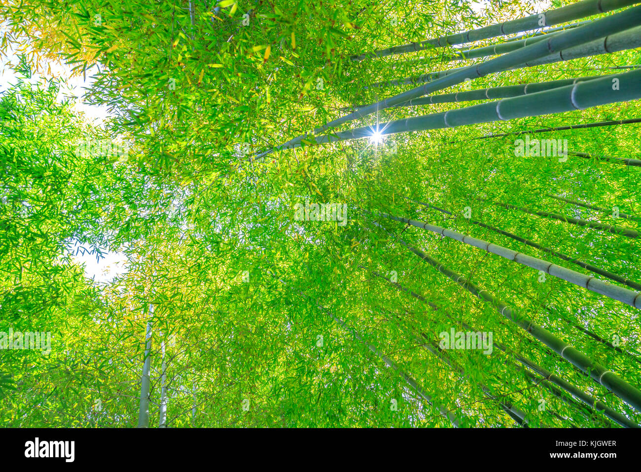 Bamboo grove background Stock Photo - Alamy