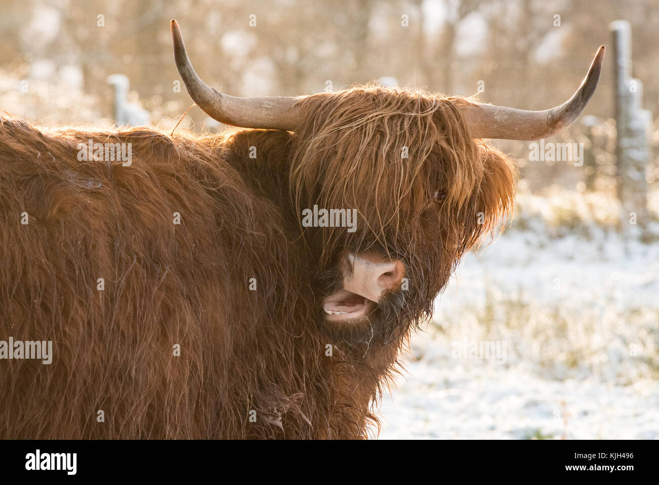 Stirlingshire, Scotland, UK. 24th Nov, 2017. UK weather: a highland cow drying off in the winter sunshine after a heavy snow shower Credit: Kay Roxby/Alamy Live News Stock Photo