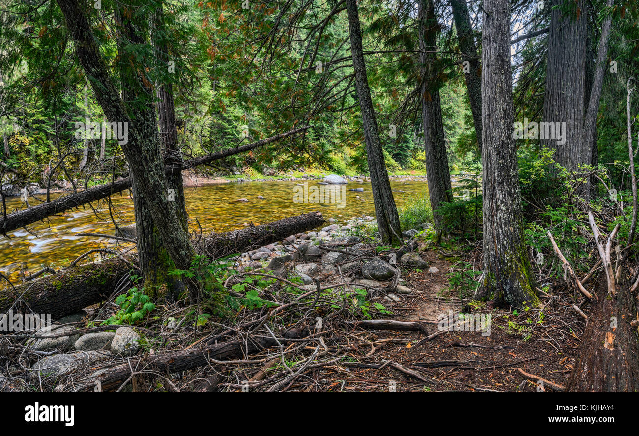 Crooked Fork Creek at DeVoto Memorial Cedar Grove near Lolo Pass, MP 165 on Northwest Passage Scenic Byway, Clearwater National Forest, Idaho, USA Stock Photo