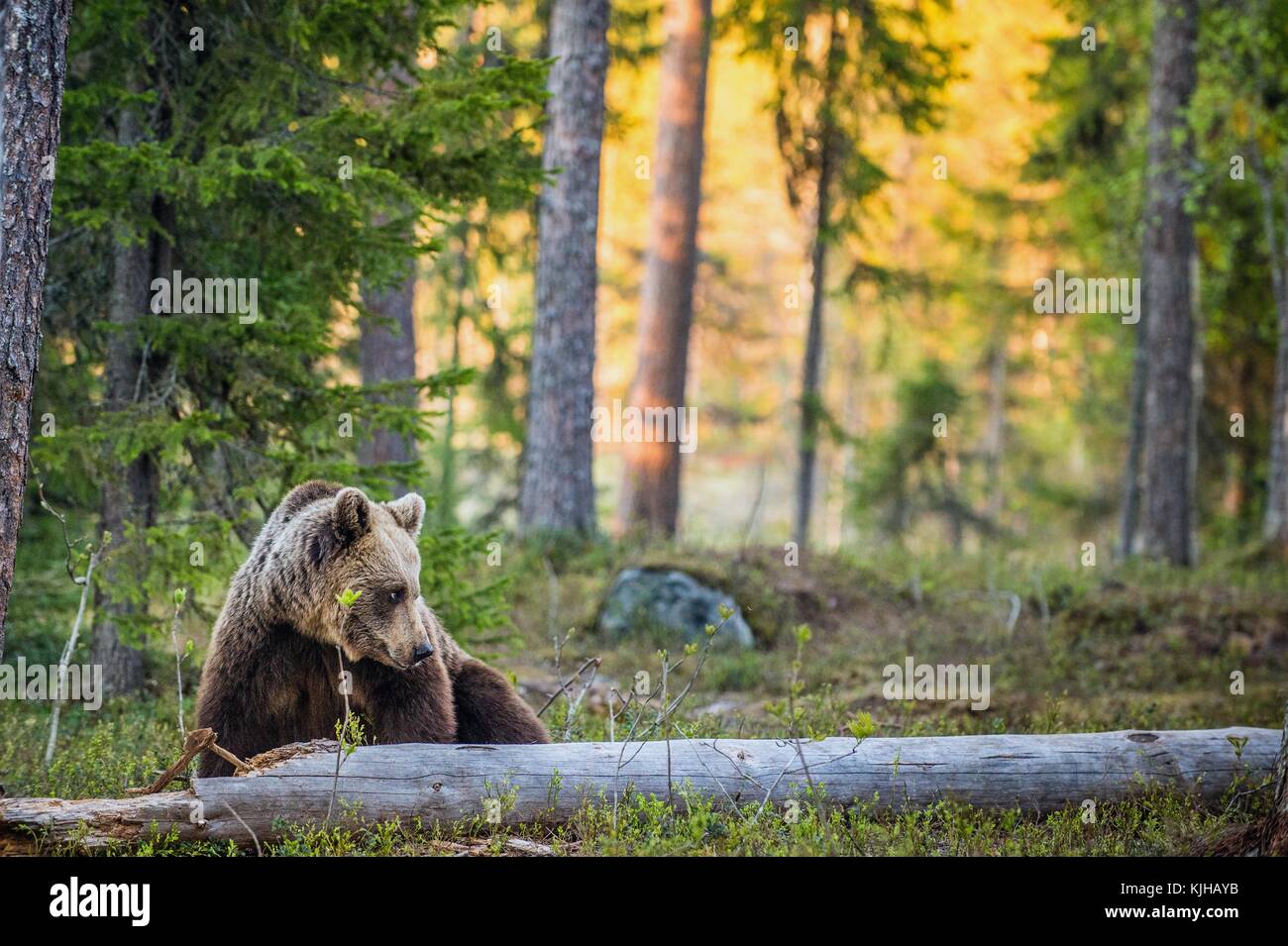 Wild adult Brown Bear ( Ursus Arctos ) in the summer forest. Green ...