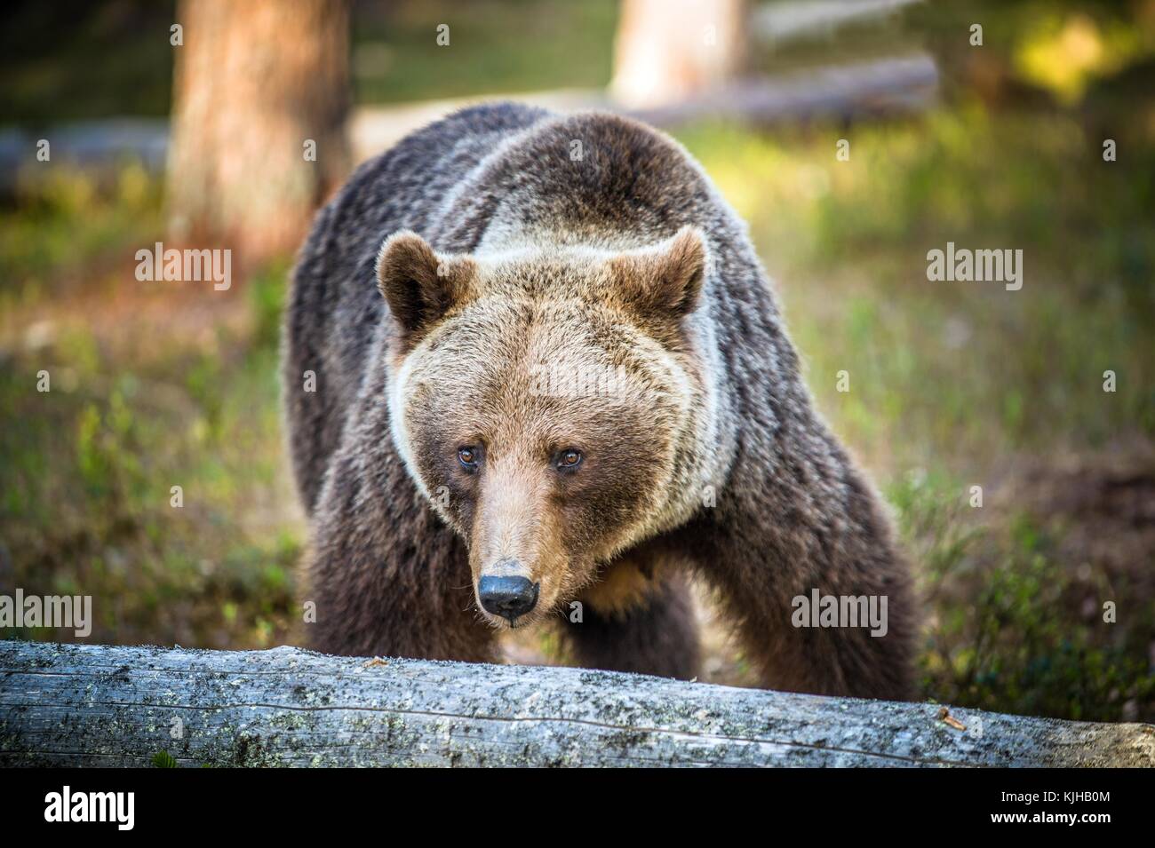 Wild adult Brown Bear ( Ursus Arctos ) in the summer forest. Green ...