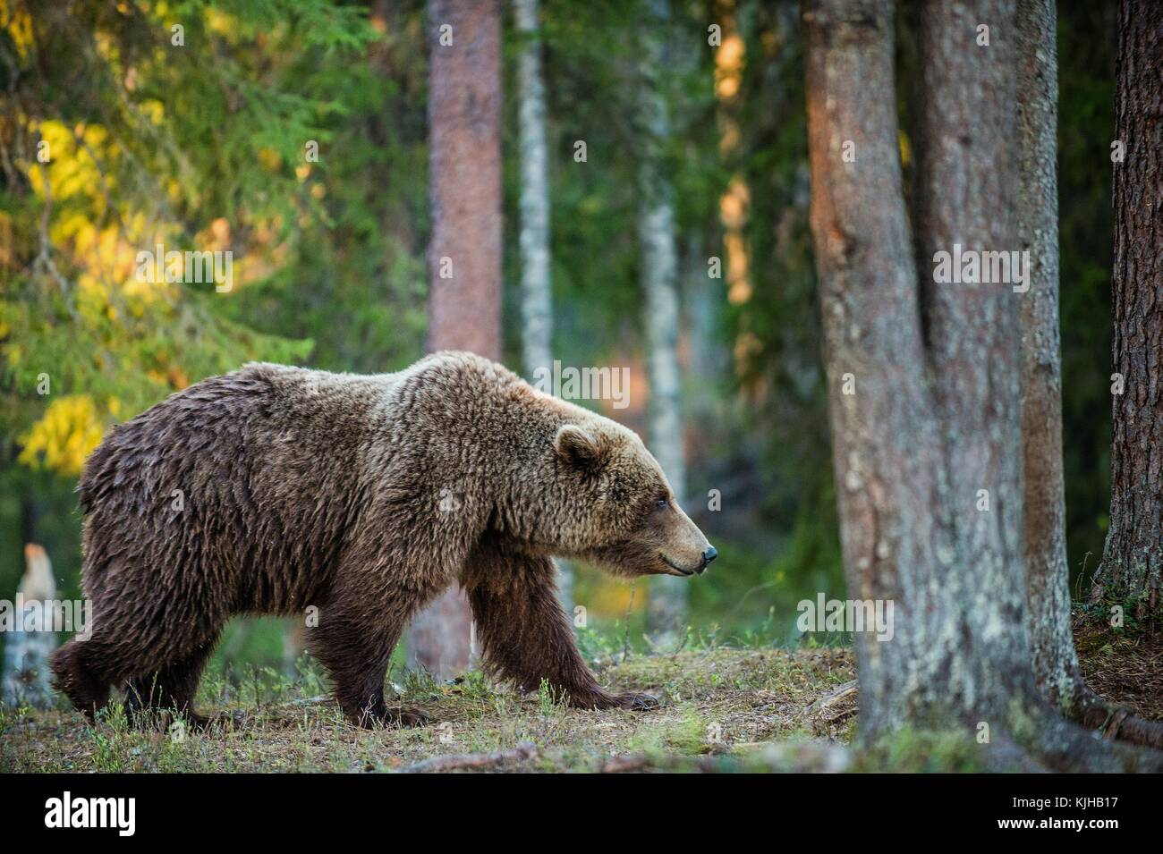 Wild adult Brown Bear ( Ursus Arctos ) in the summer forest. Green ...