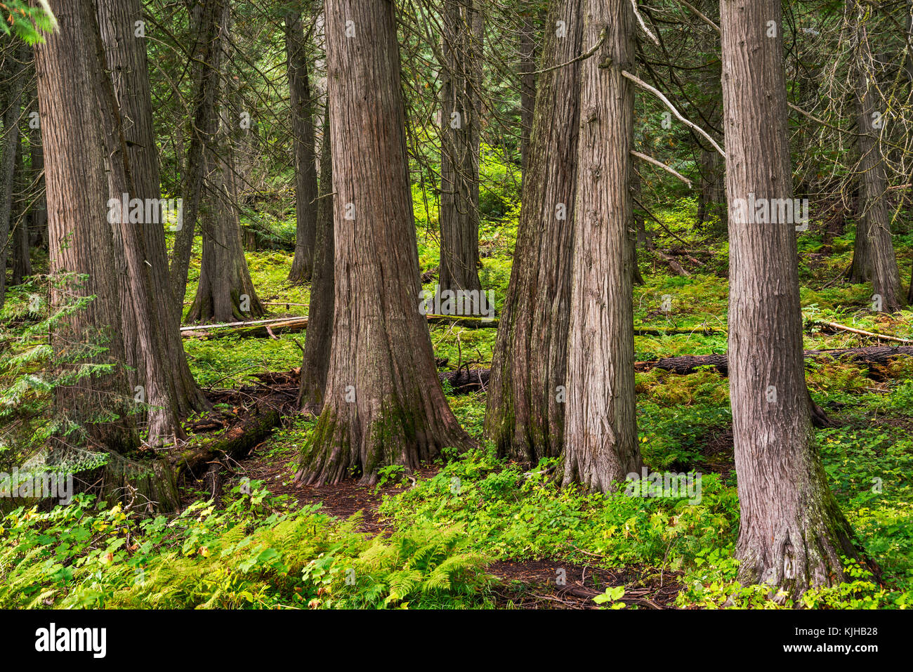 Red cedar trees at DeVoto Memorial Cedar Grove near Lolo Pass, MP 165 on Northwest Passage Scenic Byway, Clearwater National Forest, Idaho, USA Stock Photo