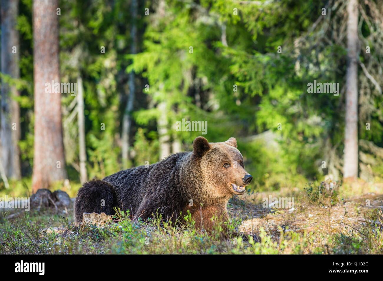 Wild adult Brown Bear ( Ursus Arctos ) in the summer forest. Green ...