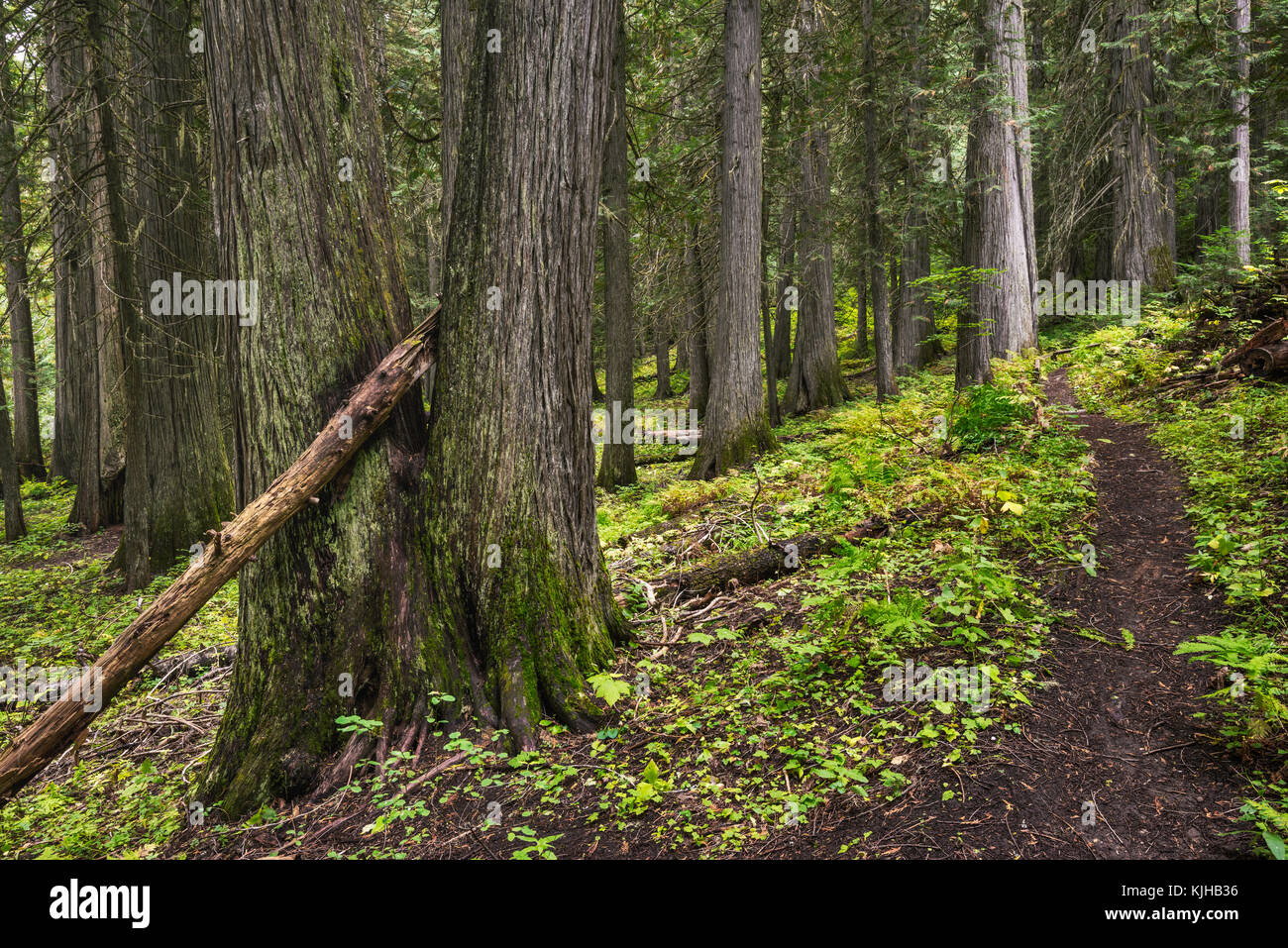 Trail at DeVoto Memorial Cedar Grove near Lolo Pass, MP 165 on Northwest Passage Scenic Byway, Clearwater National Forest, Idaho, USA Stock Photo