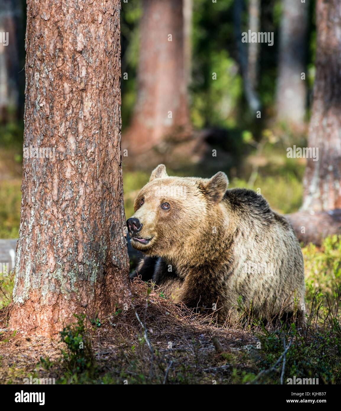 Wild adult Brown Bear ( Ursus Arctos ) in the summer forest. Green ...