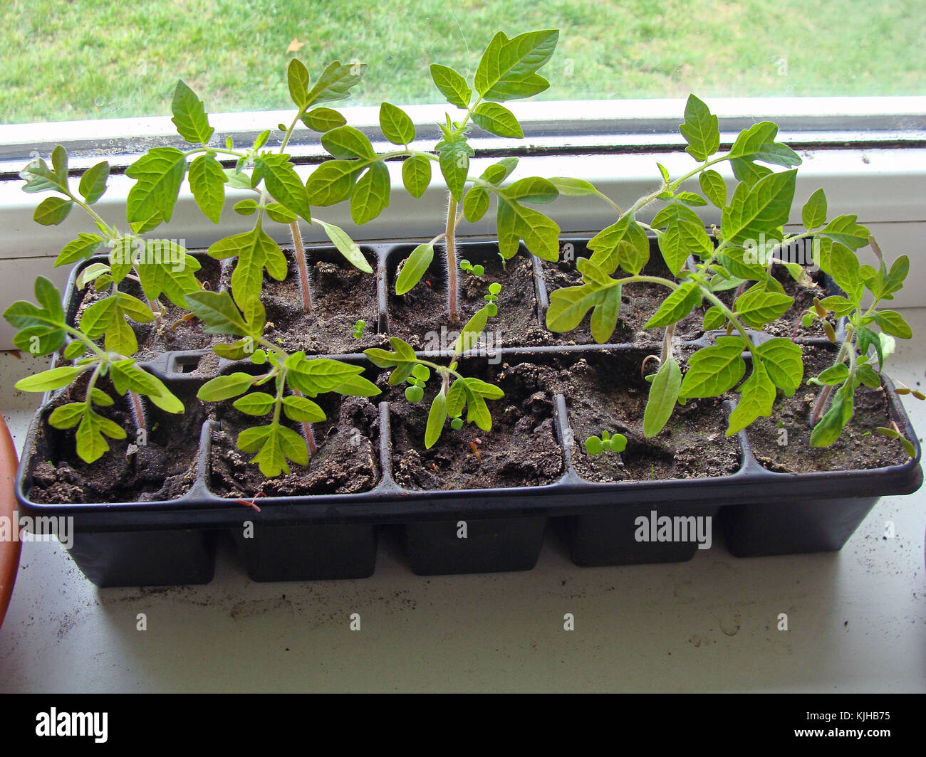 Tomato seedlings replanted in plastic box with sections on window sill indoor Stock Photo
